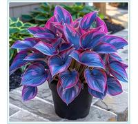 Bulbi di hosta,Radici selezionate di hosta in vaso,resistenti al freddo e all'ombra,Miste,Onvient pour le printemps et l'automne.-15Rizoma-C