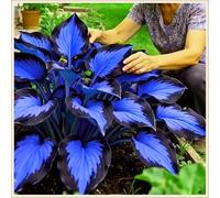 Bulbi di hosta,Radici selezionate di hosta in vaso,Resistenti al freddo e all'ombra,Miste,Onvient pour le printemps et l'automne.-8Rizoma-E