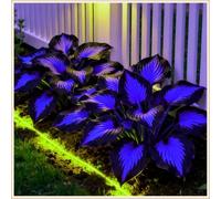 Bulbi di hosta,Radici selezionate di hosta in vaso,Resistenti,Miste,Onvient pour le printemps et l'automne.-10Rizoma-D