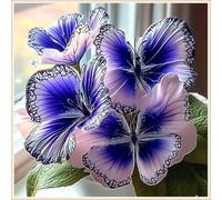 Bulbi di hosta,Radici selezionate di hosta in vaso,Resistenti,Miste,Onvient pour le printemps et l'automne.-4Rizoma-H
