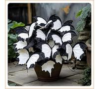 Bulbi di hosta,Radici selezionate di hosta in vaso,Resistenti,Miste,Onvient pour le printemps et l'automne.-8Rizoma-I