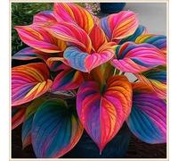 Bulbi di hosta,Radici selezionate di hosta in vaso,Resistenti,Miste,Onvient pour le printemps et l'automne.-8Rizoma-C