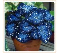 Bulbi di hosta,Radici selezionate di hosta in vaso,Resistenti,Miste,Onvient pour le printemps et l'automne.-4Rizoma-F