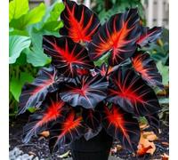 Bulbi di hosta/Radici selezionate di hosta/miste/resistenti al freddo e alla siccità/adatte per la decorazione di giardini e balconi【NVNJHJN】-6 Rizoma-D