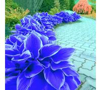 Bulbi di hosta/Radici selezionate di hosta/miste/resistenti al freddo e alla siccità/adatte per la decorazione di giardini e balconi【NVNJHJN】-4 Rizoma-B