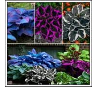 Bulbi di hosta/Radici selezionate di hosta/miste/resistenti al freddo e alla siccità/adatte per la decorazione di giardini e balconi /【NVNJHJN】-8 Rizoma-A
