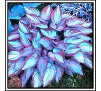 Bulbi di hosta/Radici selezionate di hosta/miste/resistenti al freddo e alla siccità/adatte per la decorazione di giardini e balconi /【NVNJHJN】-6 Rizoma-B