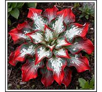 Bulbi di hosta/Radici selezionate di hosta/miste/resistenti al freddo e alla siccità/adatte per la decorazione di giardini e balconi /【NVNJHJN】-4 Rizoma-I