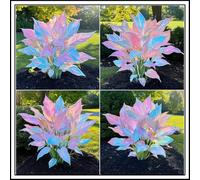 Bulbi di hosta/Radici selezionate di hosta/miste/resistenti al freddo e alla siccità/adatte per la decorazione di giardini e balconi【NVNJHJN】-15 Rizoma-F