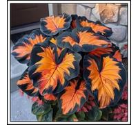 Bulbi di hosta/Radici selezionate di hosta/miste/resistenti al freddo e alla siccità/adatte per la decorazione di giardini e balconi /【NVNJHJN】-10 Rizoma-E