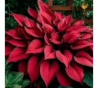 Bulbi di hosta/Radici selezionate di hosta/miste/resistenti al freddo e alla siccità/adatte per la decorazione di giardini e balconi【NVNJHJN】-4 Rizoma-C