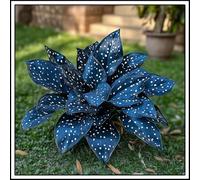 Bulbi di hosta/Radici selezionate di hosta/miste/resistenti al freddo e alla siccità/adatte per la decorazione di giardini e balconi /【NVNJHJN】-15 Rizoma-C