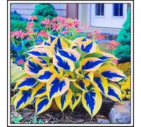 Bulbi di hosta/Radici selezionate di hosta/miste/resistenti al freddo e alla siccità/adatte per la decorazione di giardini e balconi /【NVNJHJN】-8 Rizoma-J