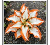 Bulbi di hosta/Radici selezionate di hosta/miste/resistenti al freddo e alla siccità/adatte per la decorazione di giardini e balconi【NVNJHJN】-4 Rizoma-G