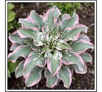 Bulbi di hosta/Radici selezionate di hosta/miste/resistenti al freddo e alla siccità/adatte per la decorazione di giardini e balconi【NVNJHJN】-6 Rizoma-I