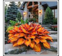 Bulbi di hosta/Radici selezionate di hosta/miste/resistenti al freddo e alla siccità/adatte per la decorazione di giardini e balconi /【NVNJHJN】-4 Rizoma-F