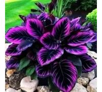 Bulbi di hosta/Radici selezionate di hosta/miste/resistenti al freddo e alla siccità/adatte per la decorazione di giardini e balconi【NVNJHJN】-8 Rizoma-E