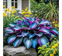 Bulbi di hosta/Radici selezionate di hosta/miste/resistenti al freddo e alla siccità/adatte per la decorazione di giardini e balconi【NVNJHJN】-15 Rizoma-J