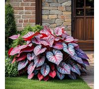 Bulbi di hosta,Radici selezionate di hosta,miste,resistenti al freddo e alla siccità,adatte per la decorazione di giardini e balconi-6 Rizoma-I