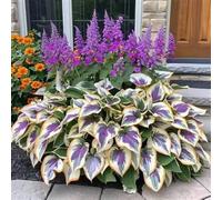 Bulbi di Hosta resistenti, Bulbi di Hosta Semplici da Coltivare - Principianti Benvenuti, Decorazione per Giardino e Casa-15bulbi-C