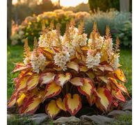 Bulbi di Hosta resistenti, Bulbi di Hosta Semplici da Coltivare - Principianti Benvenuti, Decorazione per Giardino e Casa-8bulbi-D