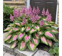 Bulbi di Hosta resistenti, Bulbi di Hosta Semplici da Coltivare - Principianti Benvenuti, Decorazione per Giardino e Casa-6bulbi-B