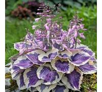 Bulbi di Hosta resistenti, Bulbi di Hosta Semplici da Coltivare - Principianti Benvenuti, Decorazione per Giardino e Casa-4bulbi-E
