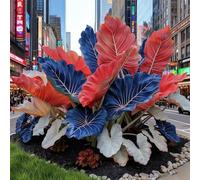 Bulbi di hosta-resistenti,giardini, balconi,belle,adatte come regali per le feste Perenne resistente al freddo, adatta per la decorazione di cortili e balconi-4 Bulbi-E