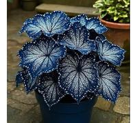 Bulbi di hosta-resistenti,giardini, balconi,belle,adatte come regali per le feste Perenne resistente al freddo, adatta per la decorazione di cortili e balconi-2 Bulbi-I