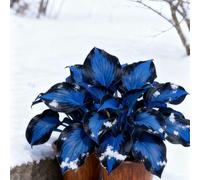 Bulbi di hosta-resistenti,giardini, balconi,belle,adatte come regali per le feste Perenne resistente al freddo, adatta per la decorazione di cortili e balconi-8 Bulbi-D