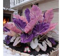 Bulbi di hosta-resistenti,giardini, balconi,belle,adatte come regali per le feste Perenne resistente al freddo, adatta per la decorazione di cortili e balconi-6 Bulbi-G