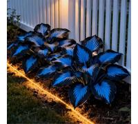 Bulbi di hosta-resistenti,giardini, balconi,belle,adatte come regali per le feste Perenne resistente al freddo, adatta per la decorazione di cortili e balconi-2 Bulbi-A