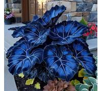 Bulbi di hosta-resistenti,giardini, balconi,belle,adatte come regali per le feste Perenne resistente al freddo, adatta per la decorazione di cortili e balconi-2 Bulbi-C