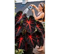 Bulbi di hosta,resistenti,Perenne, Rizoma hosta,Decorazione,Giardini e Balconi,giardini -4 Bulbi-A