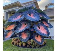 Bulbi di hosta,resistenti,Perenne, Rizoma hosta,Decorazione,Giardini e Balconi,giardini -4 Bulbi-J