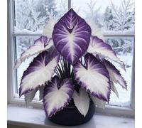 Bulbi di hosta,Rizoma hosta,Decorazione,Giardini e Balconi,Perenne, resistenti,giardini -4 Bulbi