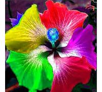 Bulbi di ibisco,Perenne resistente al freddo,ibisco vaso,adatta per la decorazione di cortili e balconi.-2bulbis-N