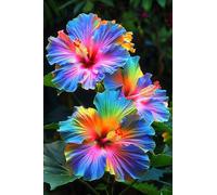 Bulbi di ibisco,Perenne resistente al freddo,ibisco vaso,adatta per la decorazione di cortili e balconi.-2bul