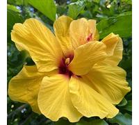 Bulbi di ibisco,Perenne resistente al freddo,ibisco vaso,adatta per la decorazione di cortili e balconi.-5bul