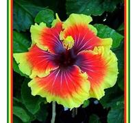 Bulbi di ibisco,Perenne resistente al freddo,ibisco vaso,adatta per la decorazione di cortili e balconi.-4bulbis-O