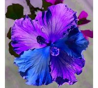 Bulbi di ibisco,Perenne resistente al freddo,ibisco vaso,adatta per la decorazione di cortili e balconi.-5bulbis-K