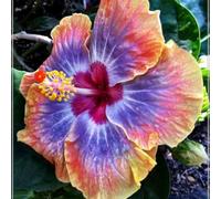 Bulbi di ibisco,Perenne resistente al freddo,ibisco vaso,adatta per la decorazione di cortili e balconi.-4bulbis-I