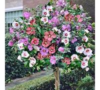 Bulbi di ibisco,Perenne resistente al freddo,ibisco vaso,adatta per la decorazione di cortili e balconi.-1bulbi-F