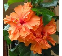 Bulbi di ibisco,Perenne resistente al freddo,ibisco vaso,adatta per la decorazione di cortili e balconi.-4bulbis-M