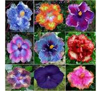 Bulbi di ibisco,Perenne resistente al freddo,ibisco vaso,adatta per la decorazione di cortili e balconi.-2bulbis-J