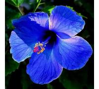 Bulbi di ibisco,Perenne resistente al freddo,ibisco vaso,adatta per la decorazione di cortili e balconi.-1bulbi-H