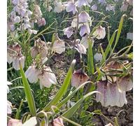 Bulbi di imperiali Crown - resistenti per giardini rocciosi bulbi di biologici rialzata esotica tappezzanti interno per i luoghi soleggiati decorazioni 4pcs