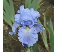 Bulbi di iride, bulbo da balcone regali sostenibili, decorazioni da giardino 5pcs