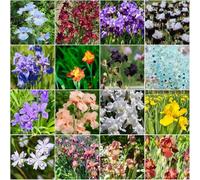 bulbi di iride - di balcone resistenti con bulbi antichi resistenti all'inverno per il giardino Decorazione balconi: all'inverno 10pcs