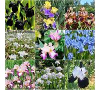 bulbi di iride perenni resistenti bulbi di iride perenni resistenti roccia per giardino decorazione interna iride con - rare - balcone 10pcs